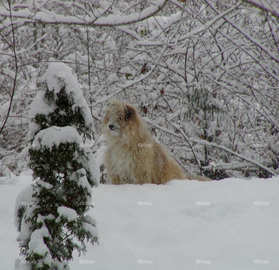 Mowgli the snow dog 