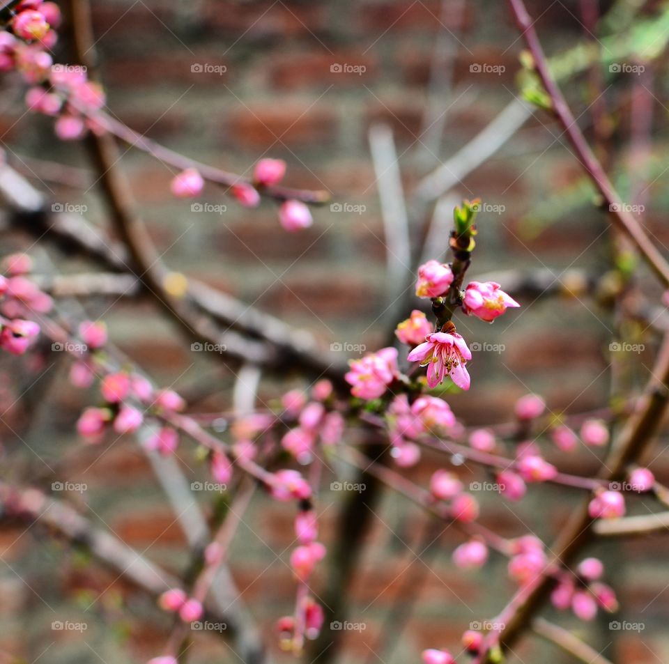 Flower, Tree, Branch, Cherry, Nature