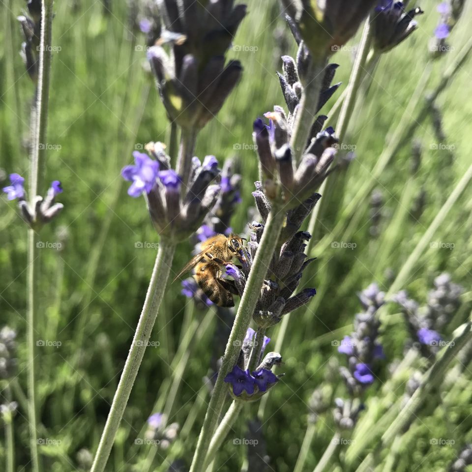 Honey bee on lavender 