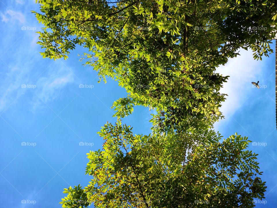 Below angle veiw of tree and bird with blue sky.