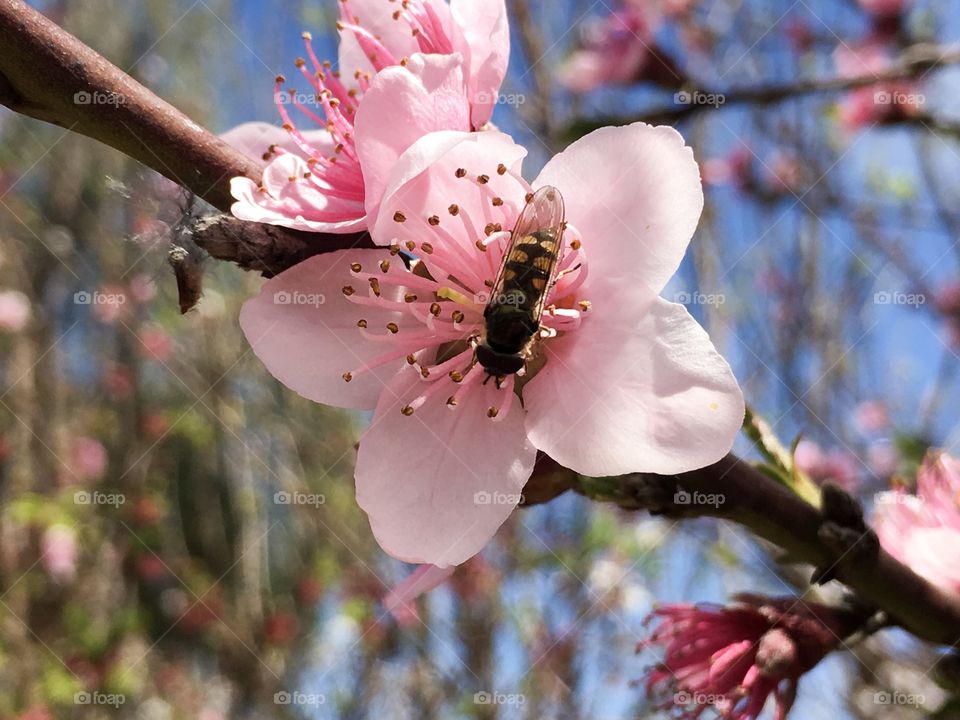 Closeup of a banded bee inside an apricot blossom sipping its nectar