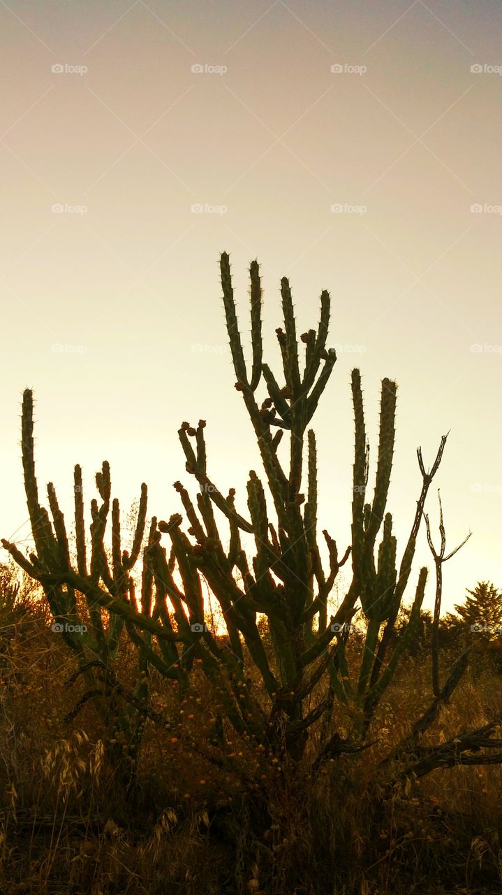 Cactus sunset