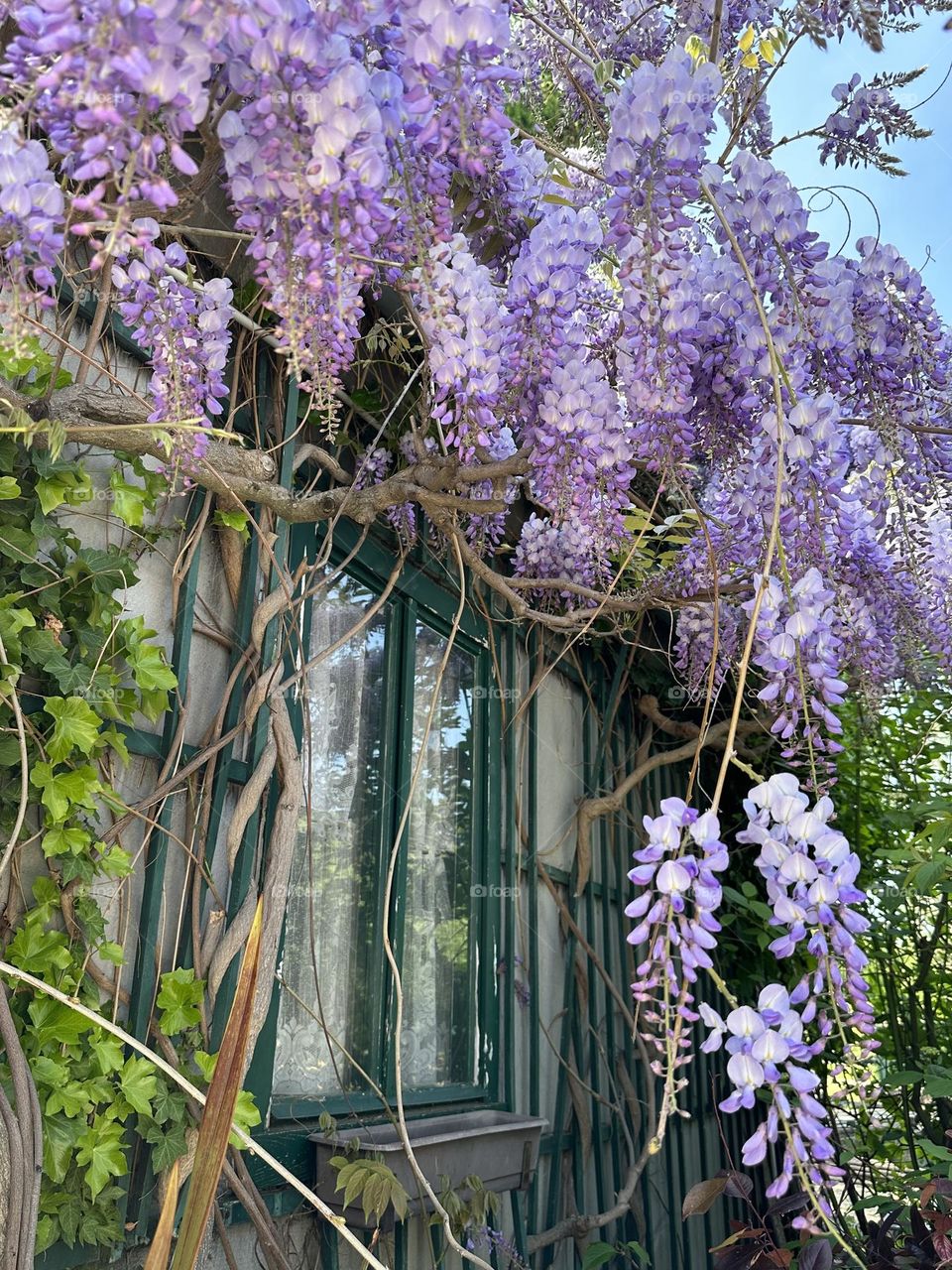 Wisteria 