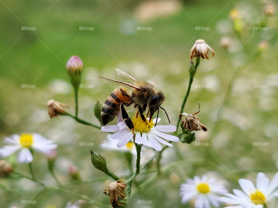 Close up of bee pollinating wild daisy flowers