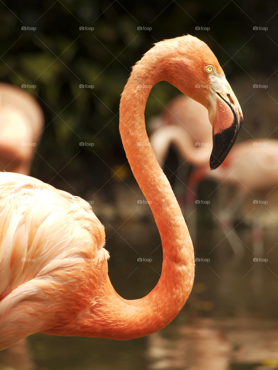 flamingo