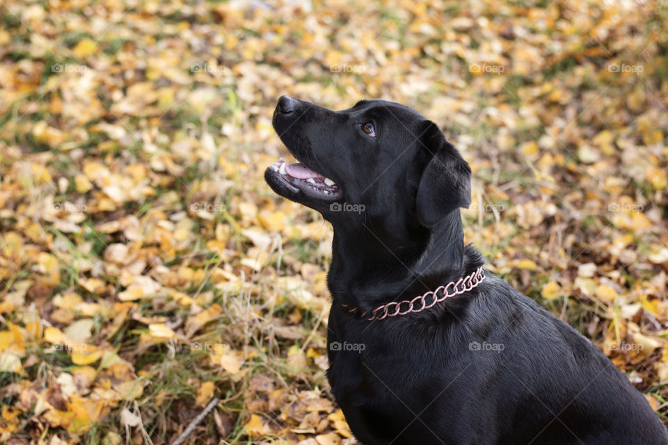 labrador for a walk in the park in autumn