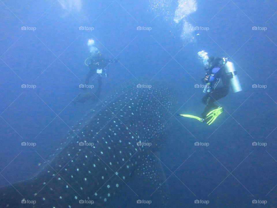Full size whale shark in perspective