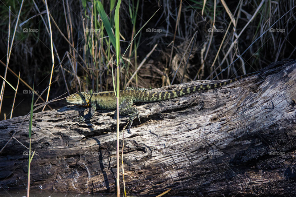 Australia - Genoa river, water dragon (lizard) on a log