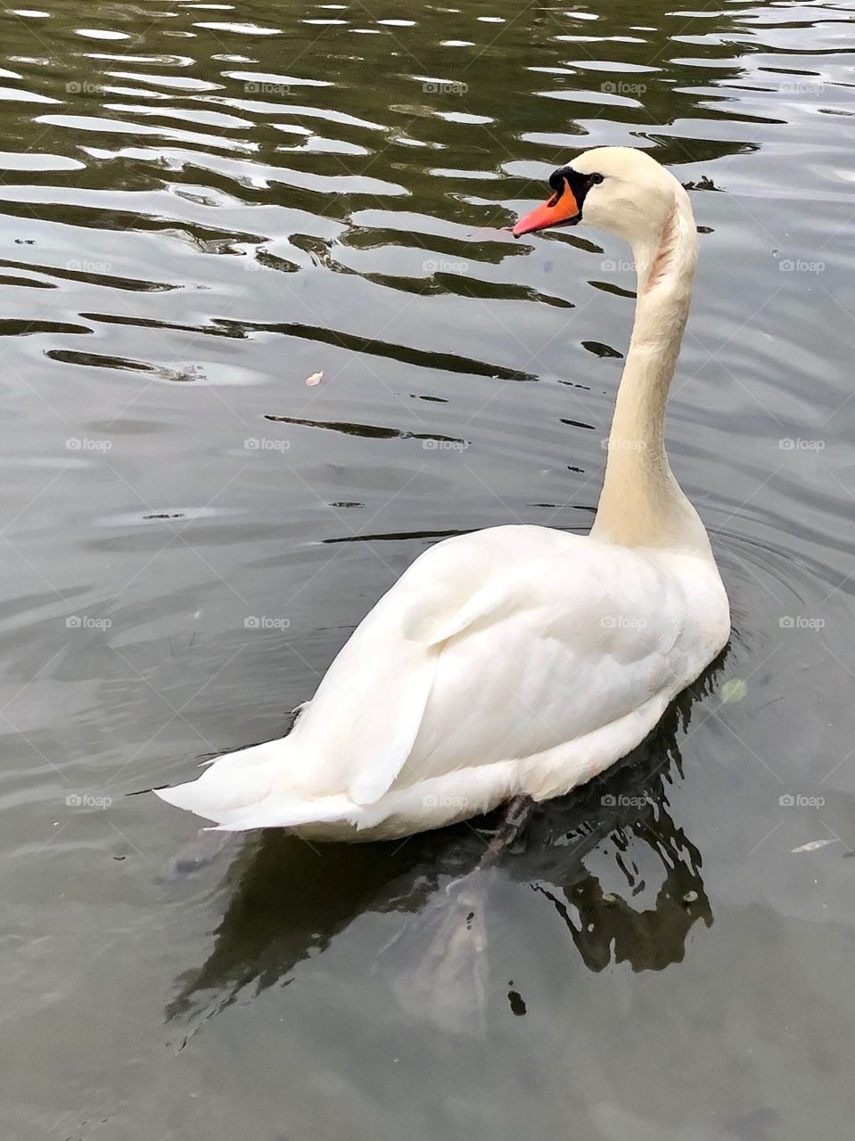 White Swan , duck with rippling water and reflection 