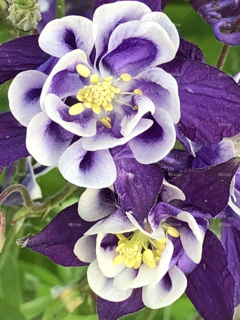 Purple & white columbine flowers 
