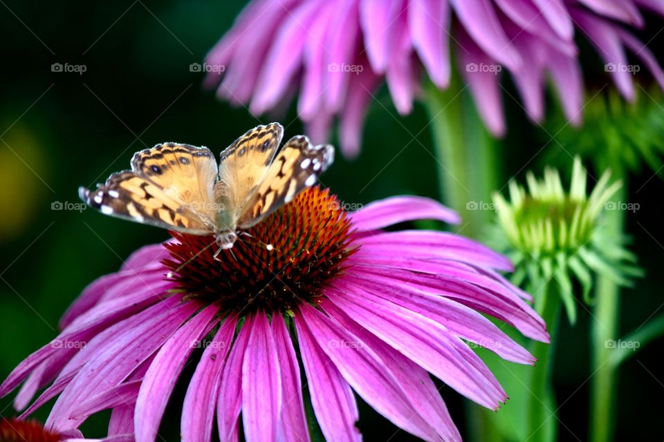 Butterfly in the garden 