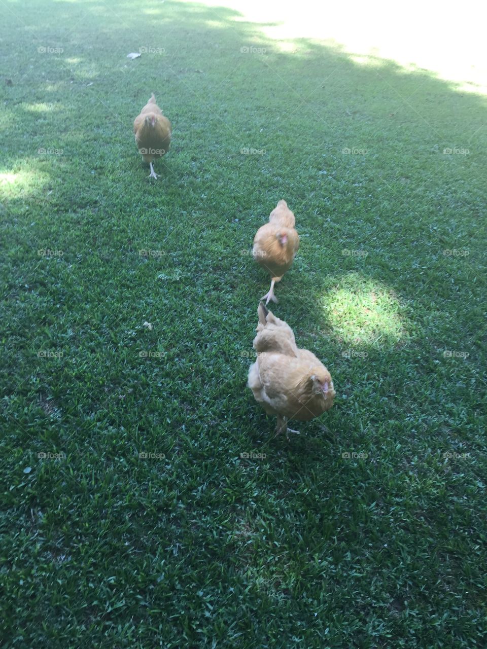 Three brown chickens walking on a green grass