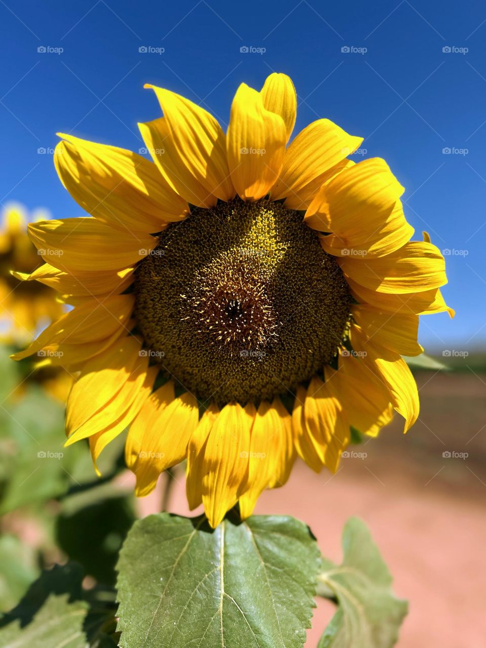 Close-up of a sunflower