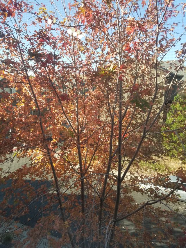 Close-up of tree