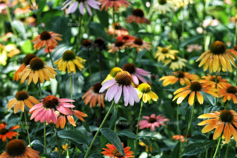 Beautiful coneflowers 