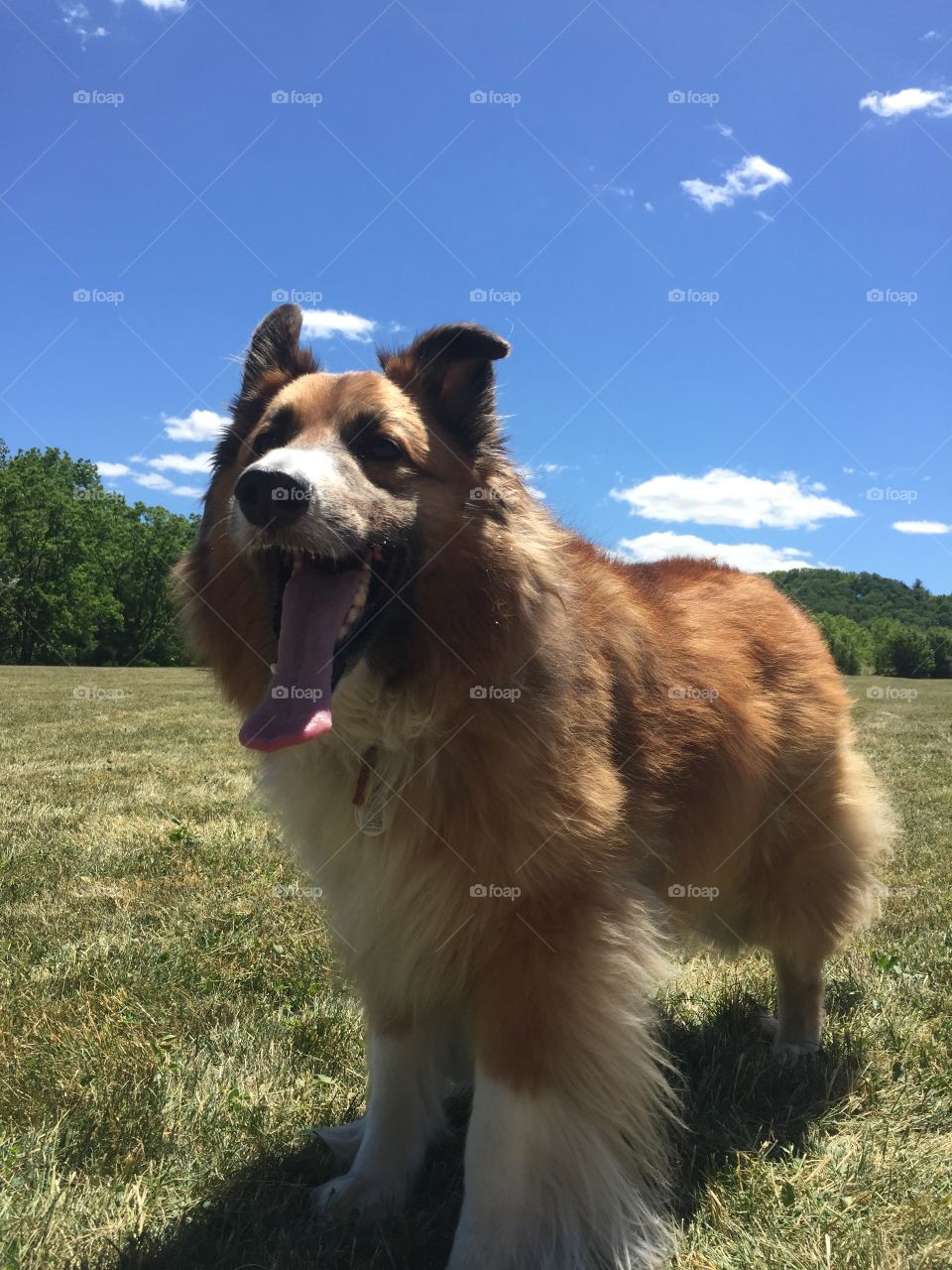 Smiling pup