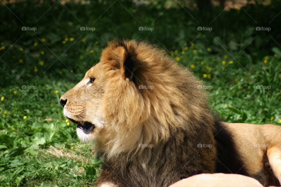 A Lion’s Profile 