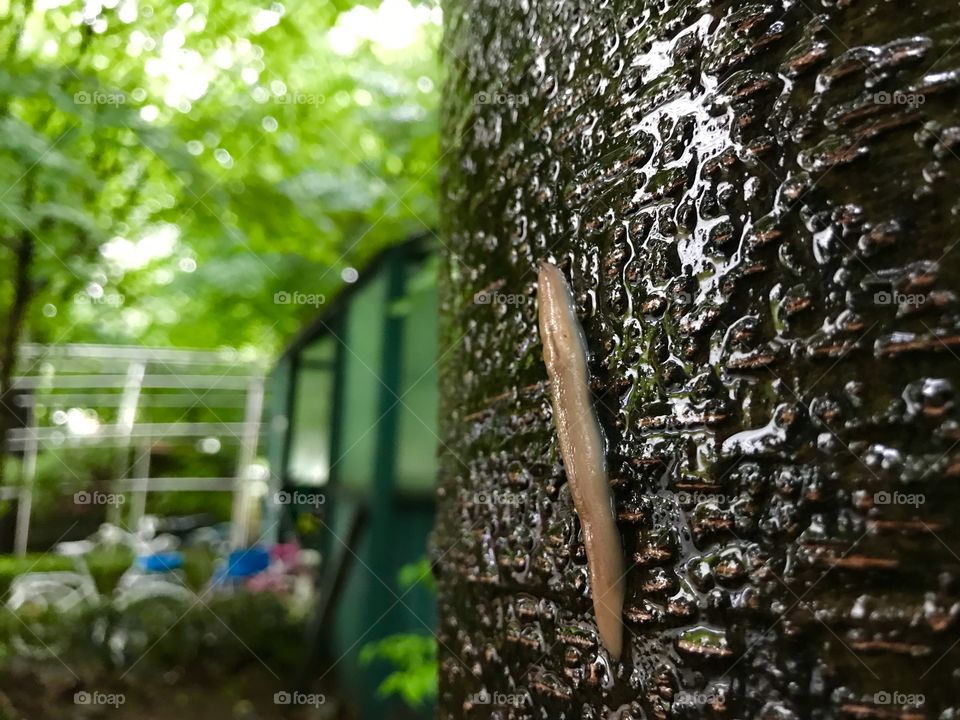 Slug climbing a tree on a rainy day