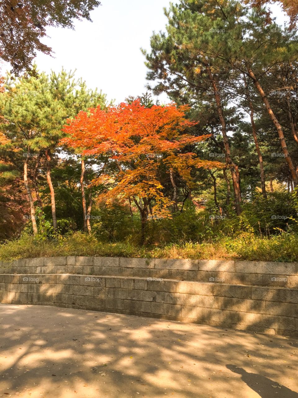 Trees in fall