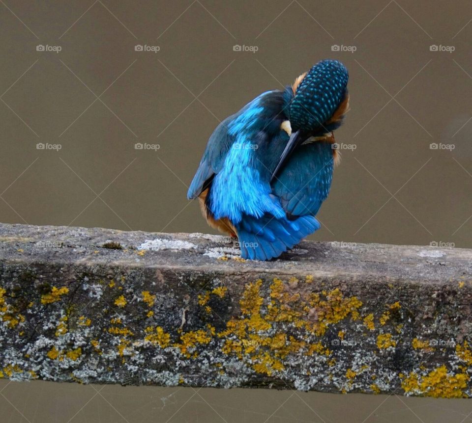 Kingfisher cleaning after fishing