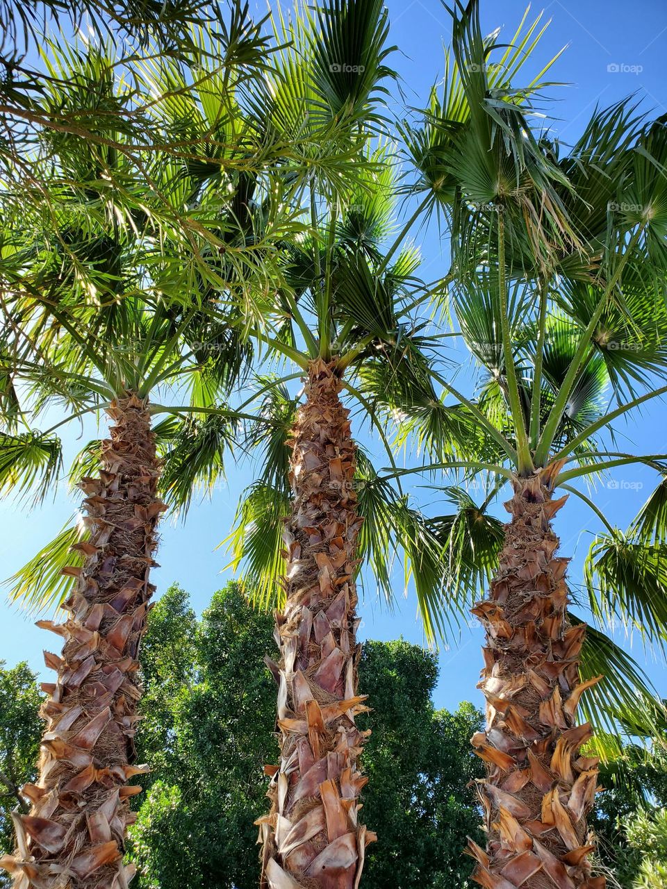 Three Towering Palm Trees