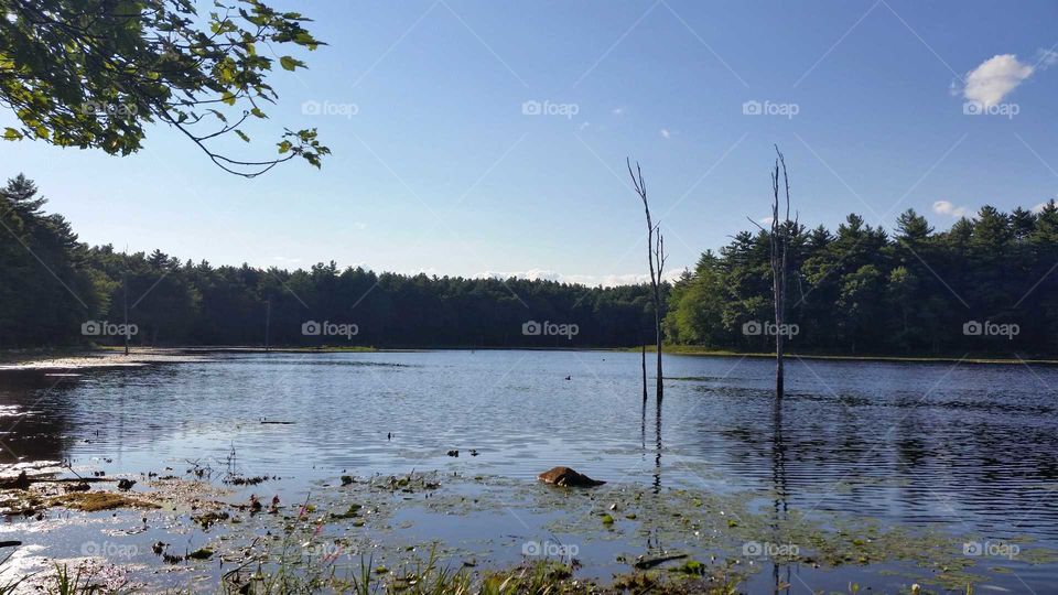 Massachusetts Forest