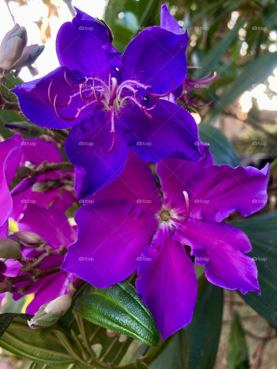 🌹 🇺🇸 Very beautiful flowers to brighten our day.  Live nature and its beauty. Did you like the delicate petals? / 🇧🇷 Flores muito bonitas para alegrar nosso dia. Viva a natureza e sua beleza. Gostaram das pétalas delicadas? 