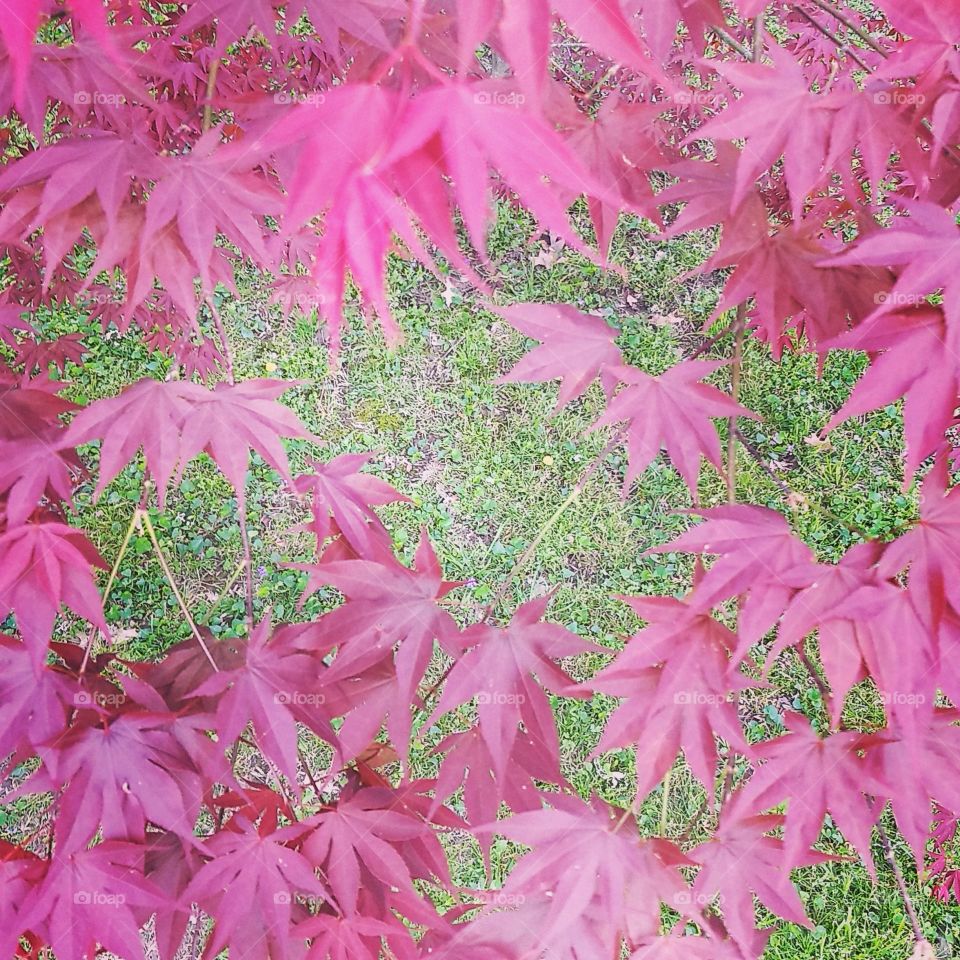 Small Japanese Maple in my backyard