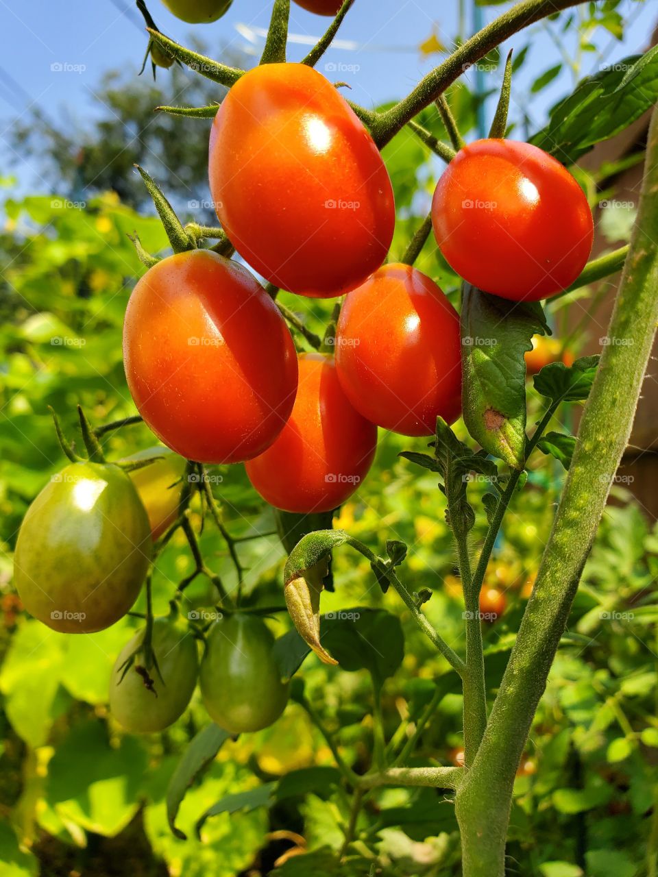 Fresh tomatoes plants. Organic tomatoes  in garden