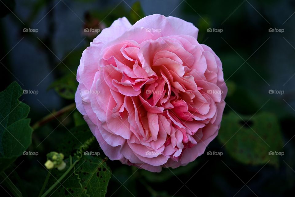 Here is a beautiful pink rose from my backyard in California. 