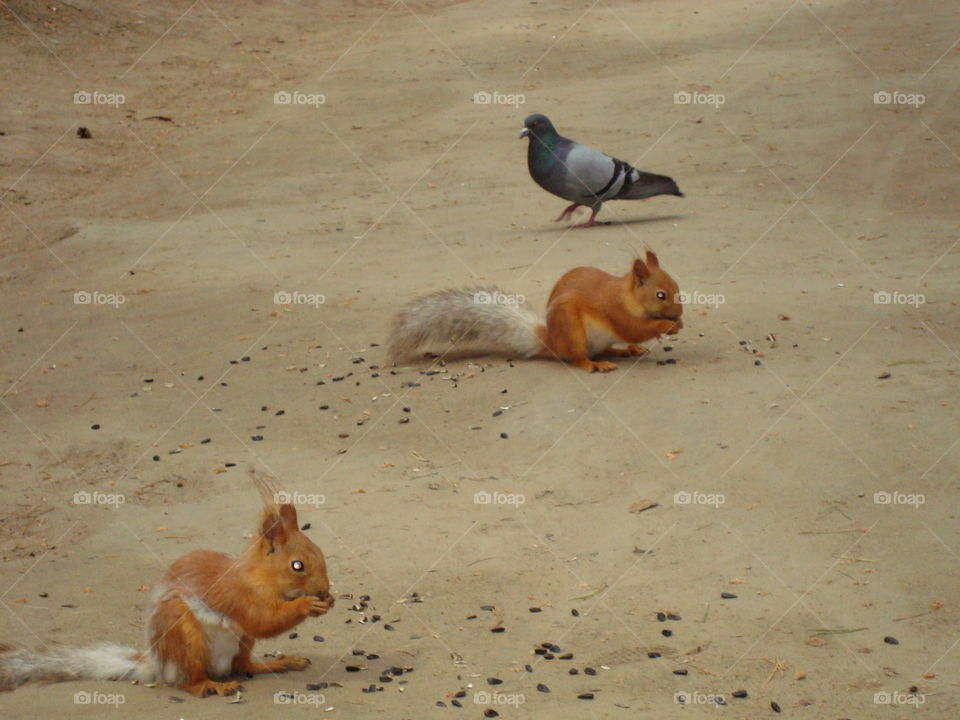 Squirrels and doves in the forest