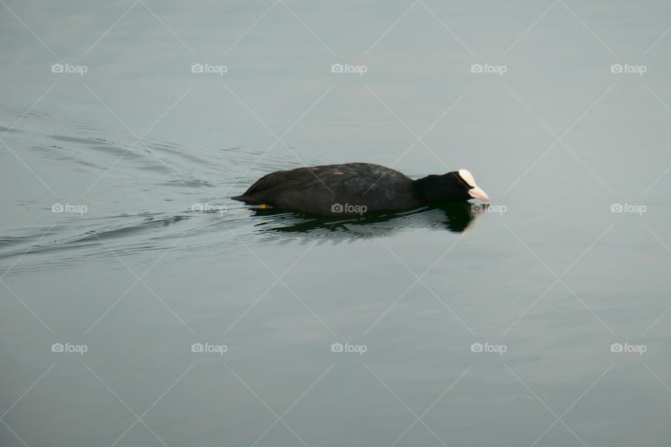 beautiful water bird