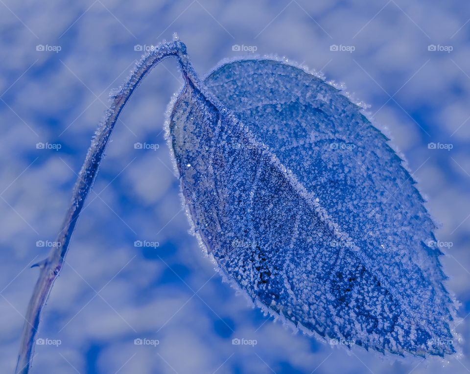 Frozen leaf in winter shades