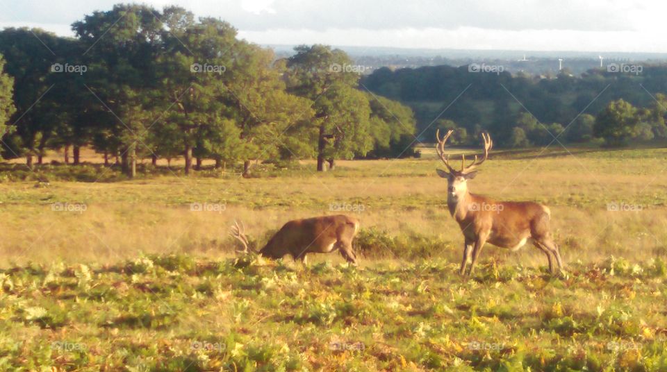 red deer