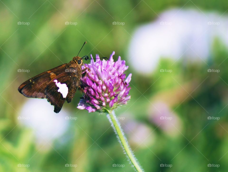 Butterflies Fly Away - a brown butterfly on a red clover blossom in a sunny meadow, white blurred wildflowers in the background