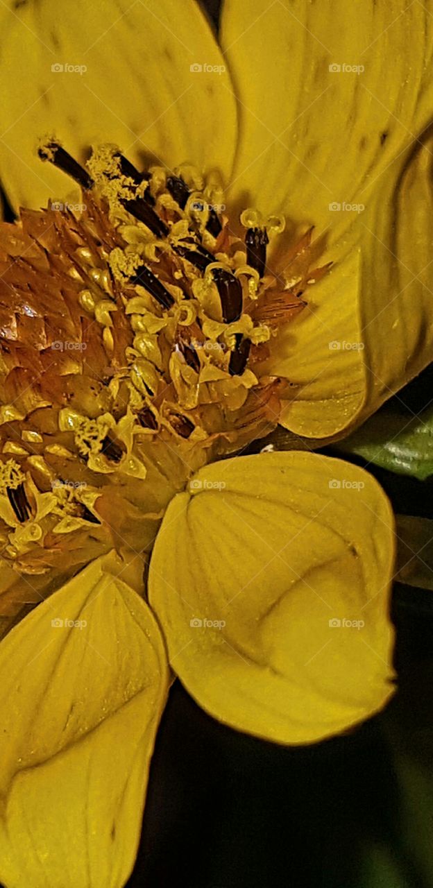 closeup wildflower head