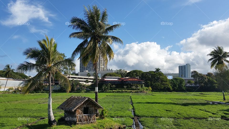 Farm in middle of city 