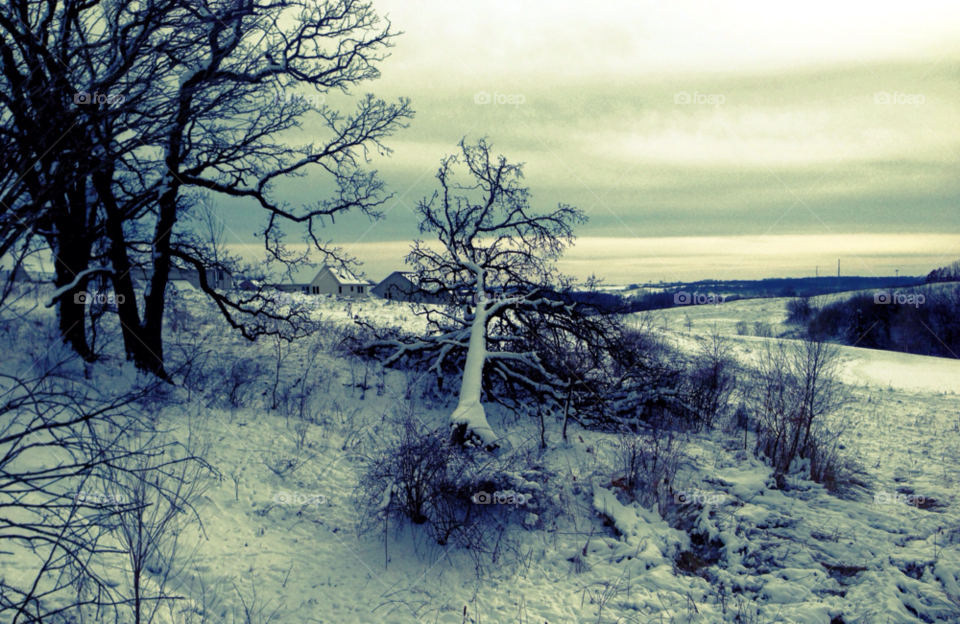 snow winter tree stark by bascomlynn