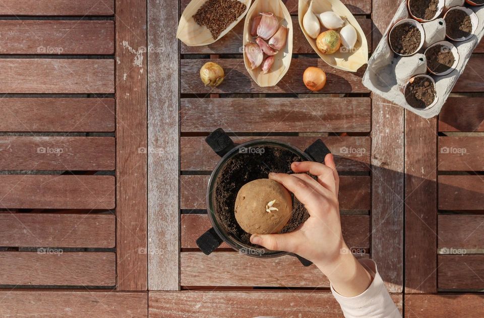 The hand of a little caucasian girl planting potatoes in a creative glass pot sitting at a wooden table with boats of garlic, onions, cucumber seeds and a cardboard egg box with soil in an eggshell on a clear sunny spring day in the backyard of the h
