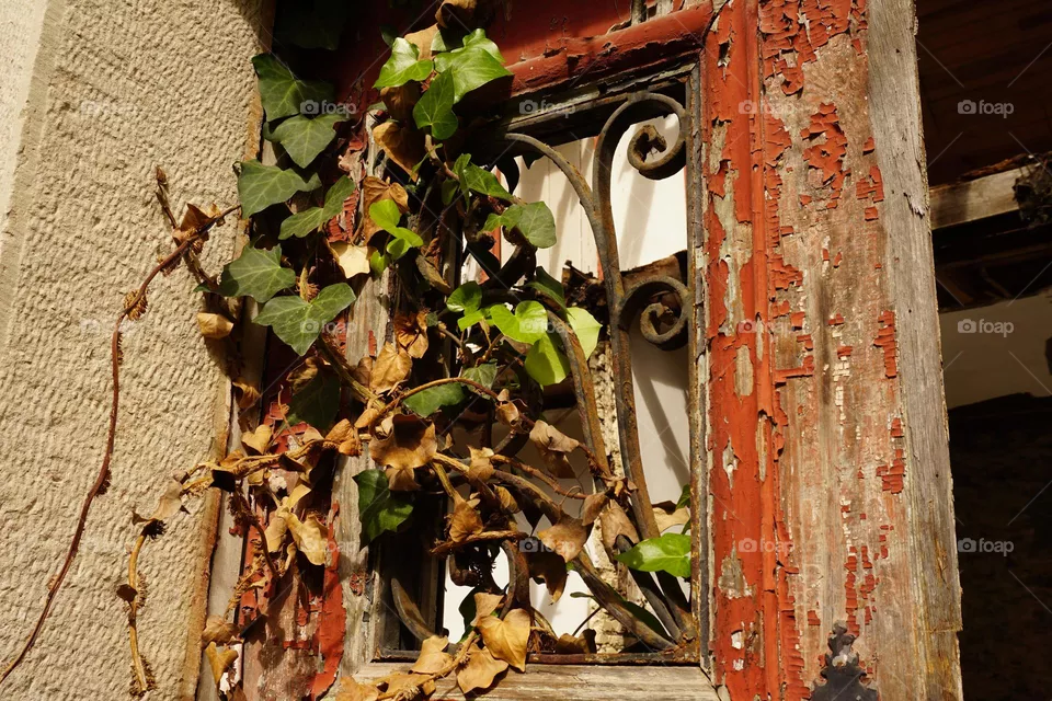 Ruined historic house window taken over by nature