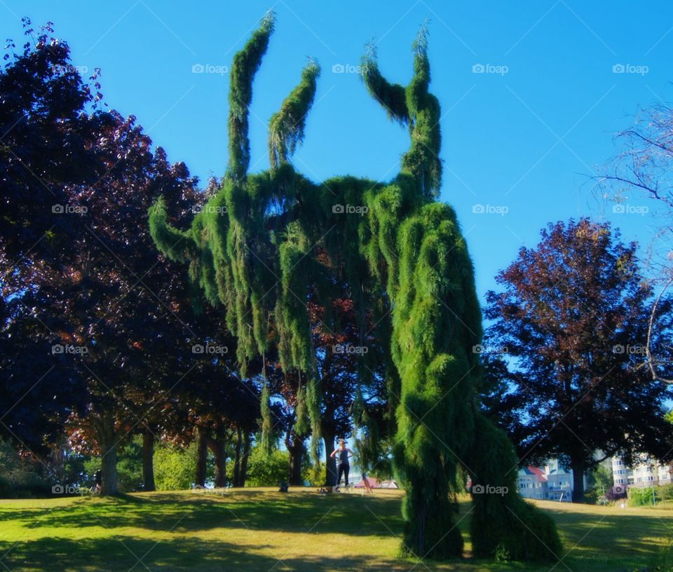 The tree monster 