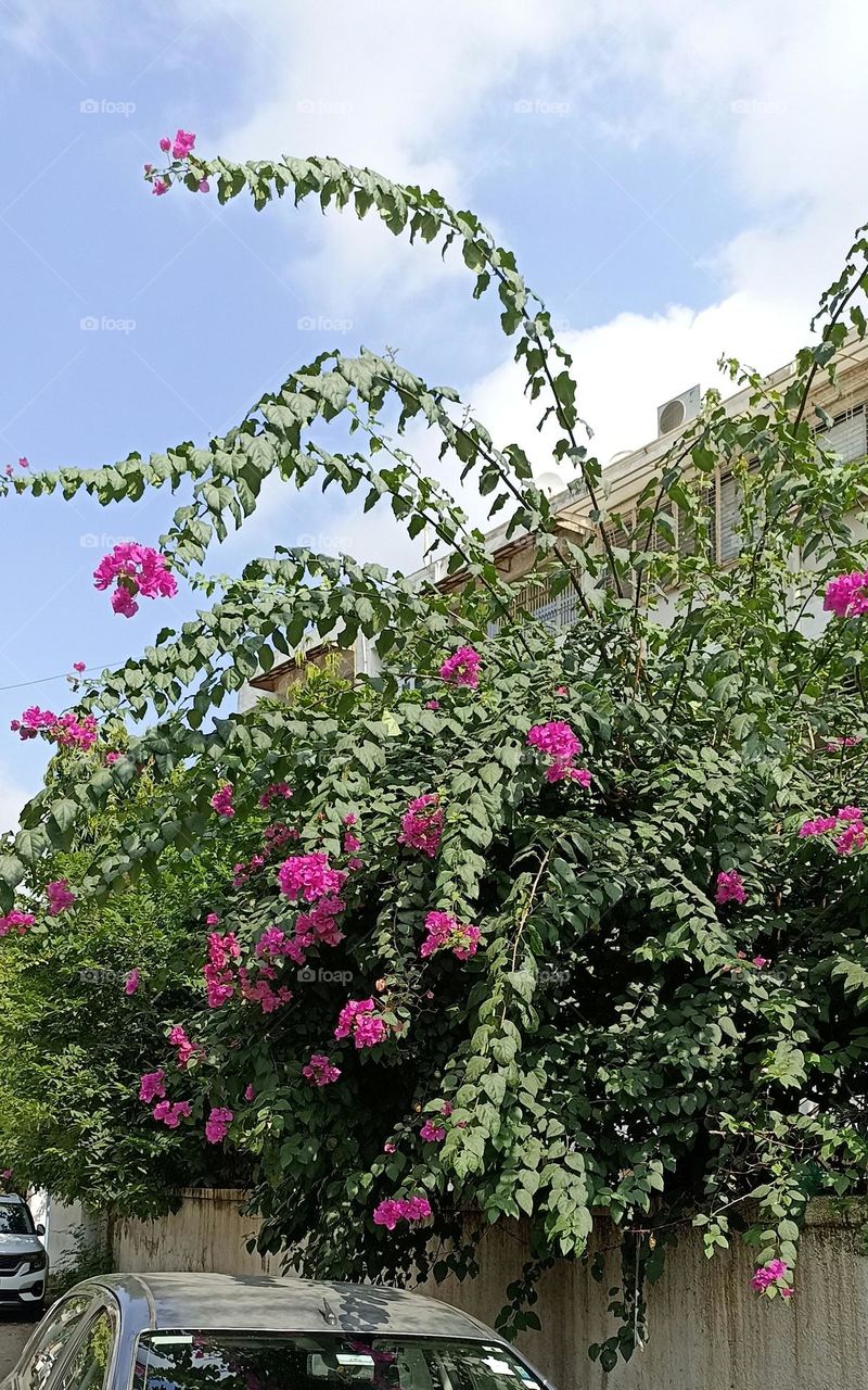 Bougainvillea spectabilis