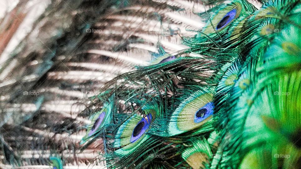 peacock feathers