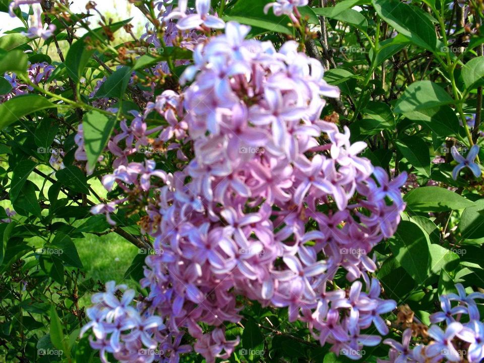 lilacs