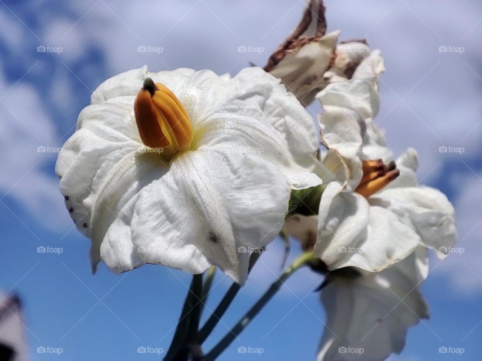 Macro photo of flower growing in the garden