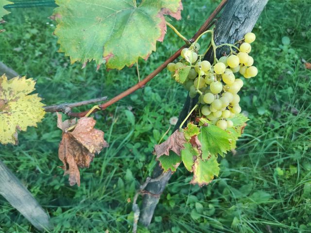 White grapes Aurora