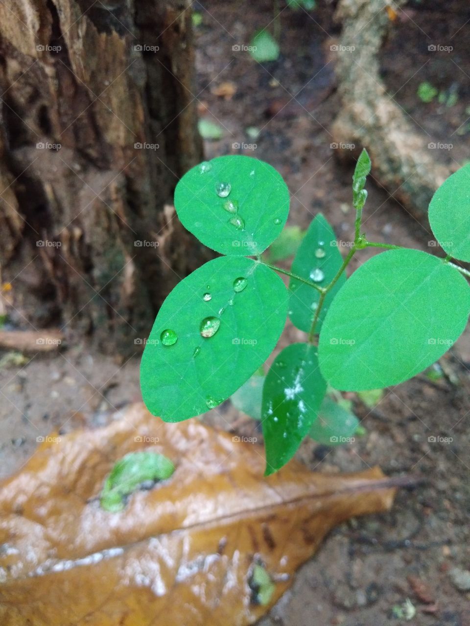 rain drops green leaves