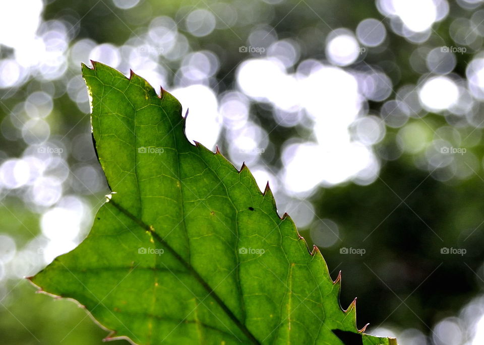 Leaf