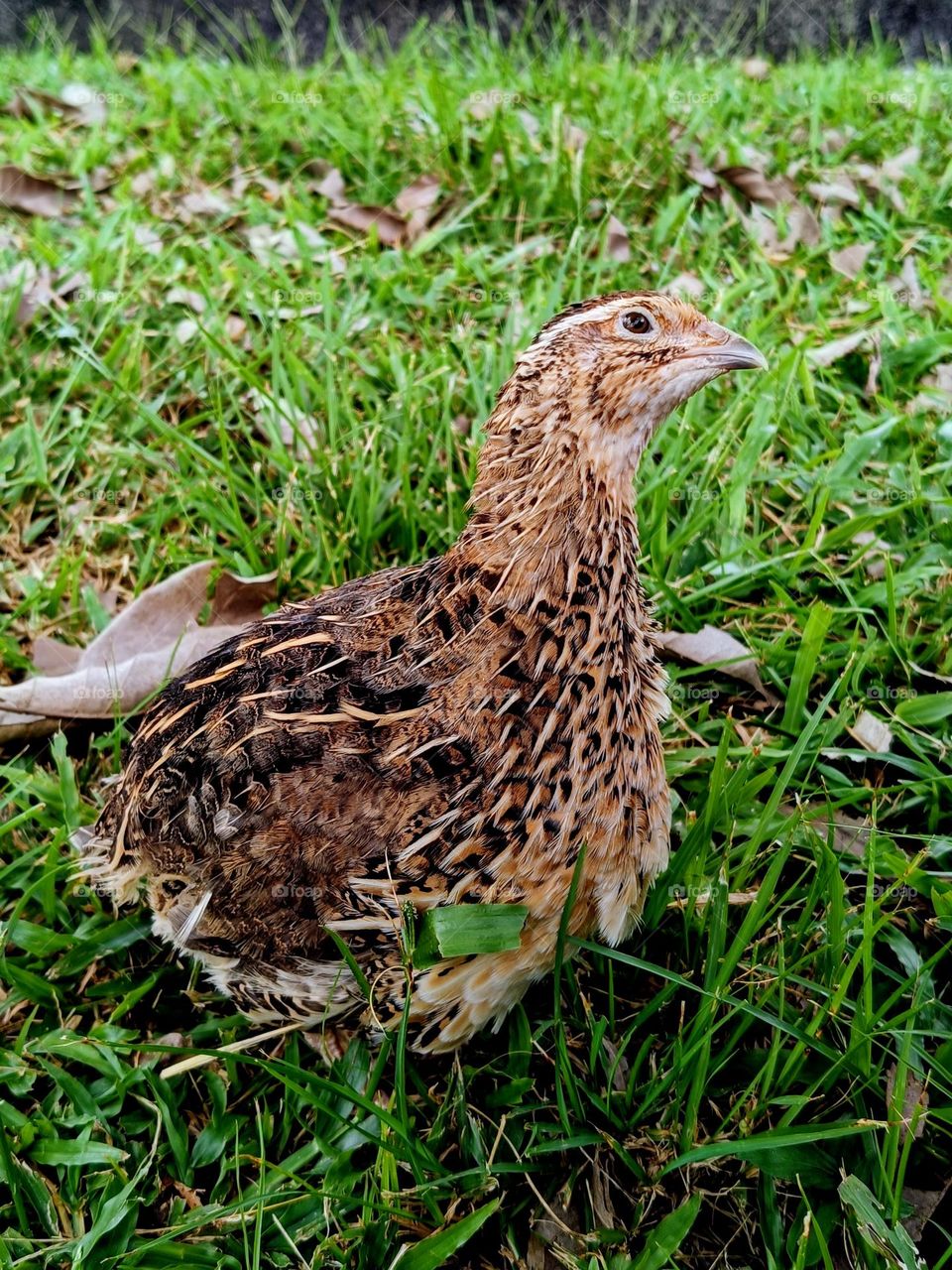 A cute female quail was looking round in the field.