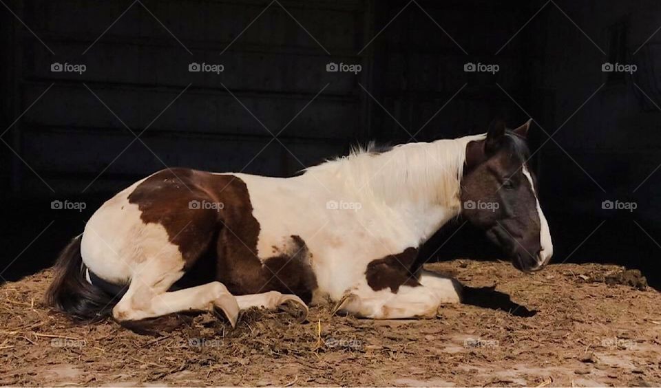 Horse Resting In Barn On Farm 